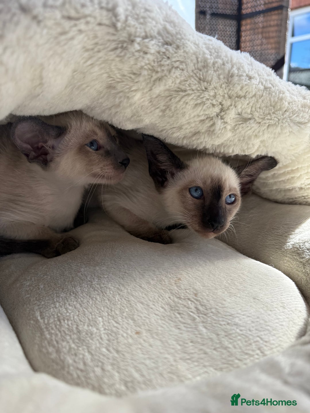Siamese cats for sale: Siamese kittens - girls  - Image 24