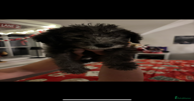 Mixed Breed dogs Bedlington Whippet - Advert 6