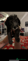 Mixed Breed dogs Bedlington Whippet - Advert 2