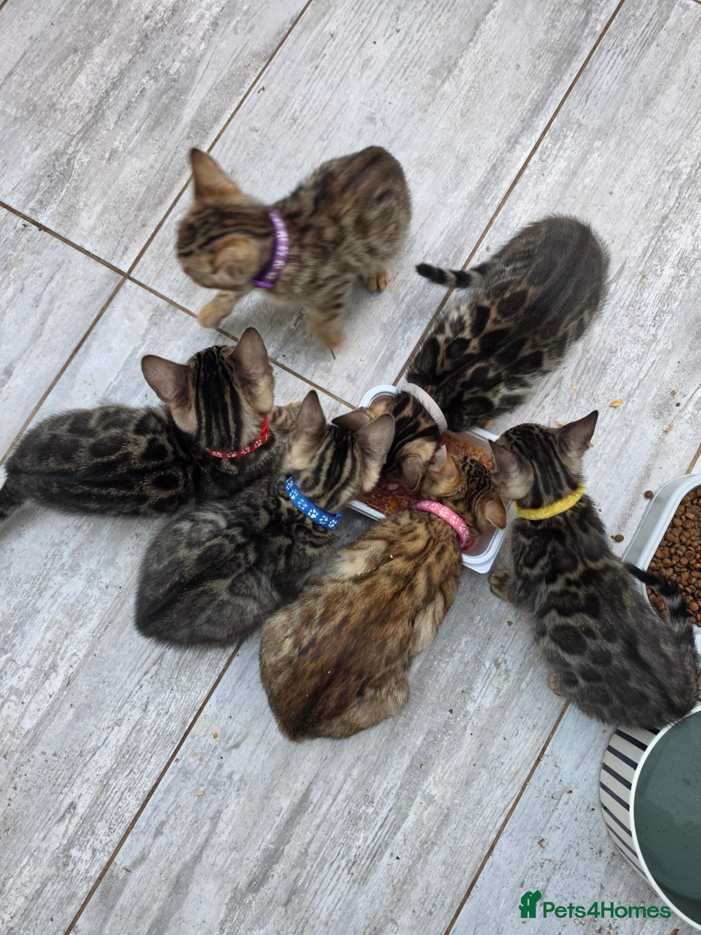Bengal cats Pure Bengal Kittens ❤️ready for their new home 🏡  - Advert 2