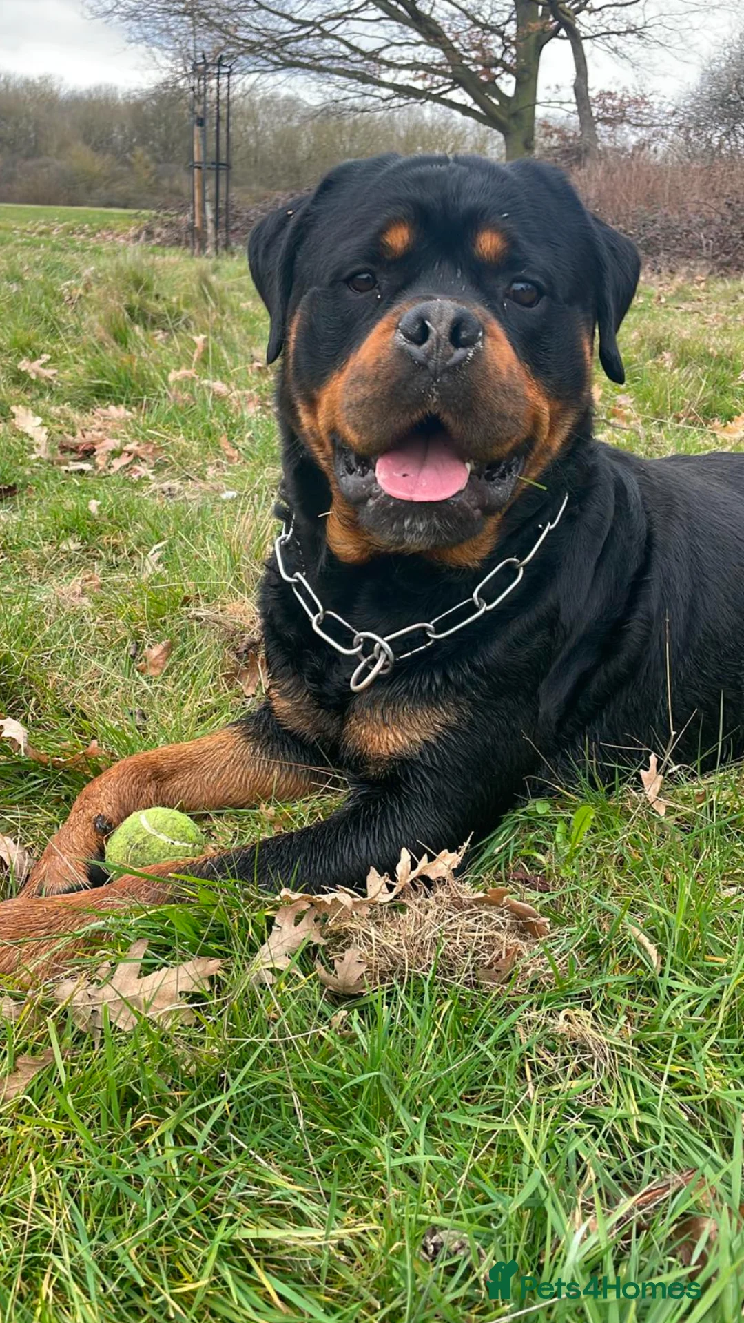 Rottweiler dogs for stud: 22 champions kc Rottweiler stud  in Romford - Advert 8