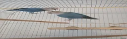 Lovebirds birds for sale: Lovebird pair £70 - Advert 3