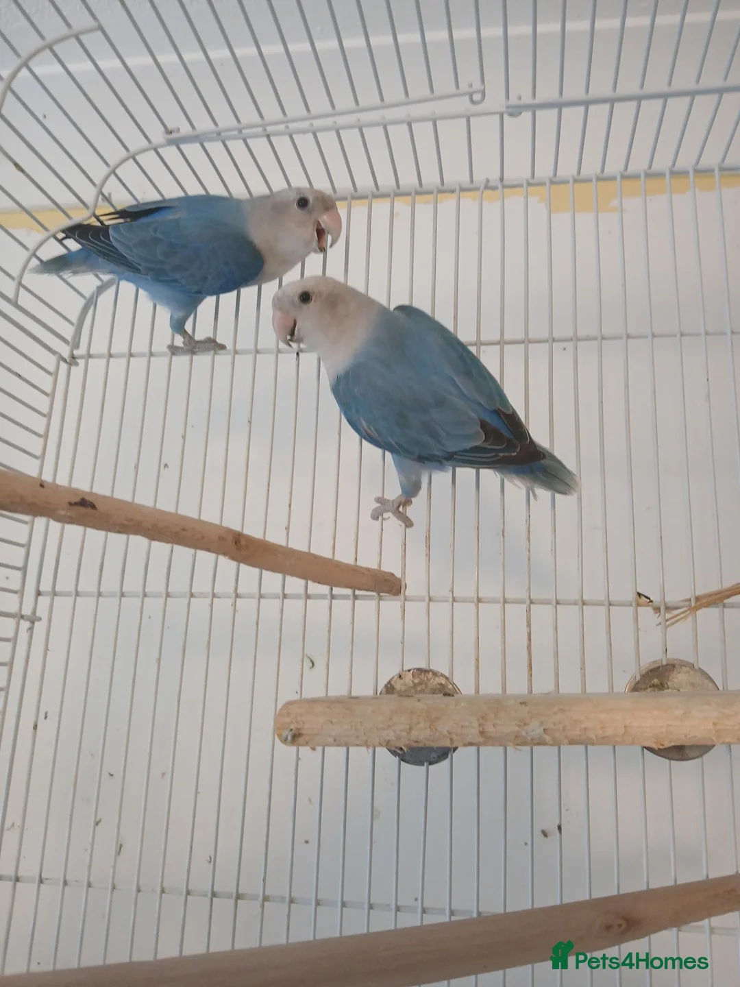 Lovebirds birds for sale: Lovebird pair £70 - Advert 3
