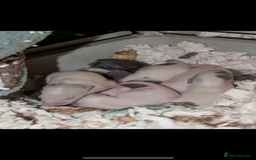 Rat rodents for sale: Rat pups - Image 4