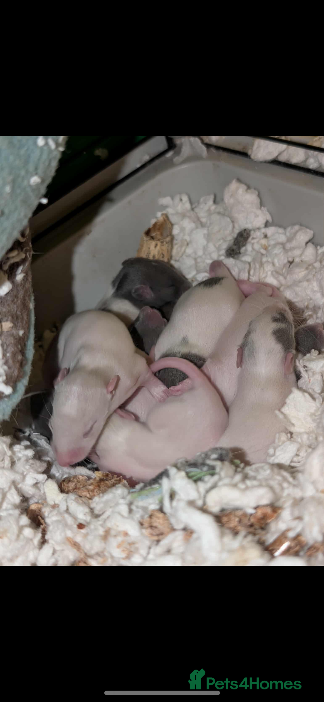 Rat rodents for sale: Rat pups - Image 4