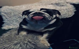 English Bulldog dogs for sale: Beautiful 5 year old English bulldog  - Image 2
