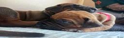 Rhodesian Ridgeback dogs for sale: Outstanding Rhodesian Ridgeback puppies ready 4wk - Advert 26