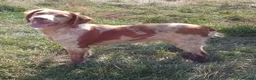 Pointer dogs for sale: HPR FEMALE  - Advert 1