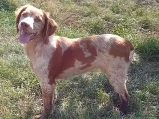 Pointer dogs for sale: Pointer female - Advert 2