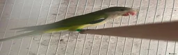 Parakeets birds for sale: Baby quakers  - Advert 4