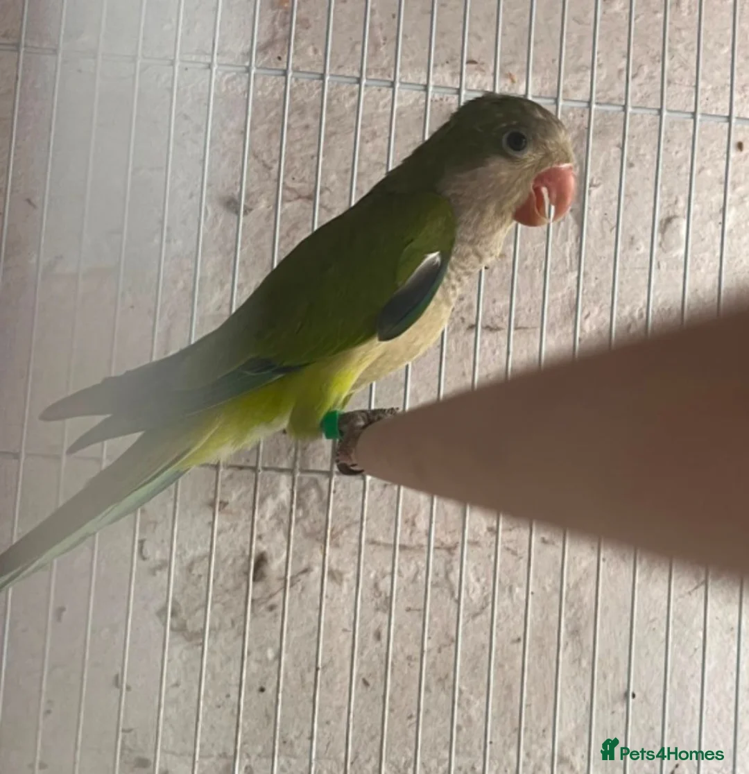 Parakeets birds for sale: Baby quakers  - Advert 4
