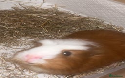 Guinea Pig rodents for sale: Male guinea pig - Advert 2