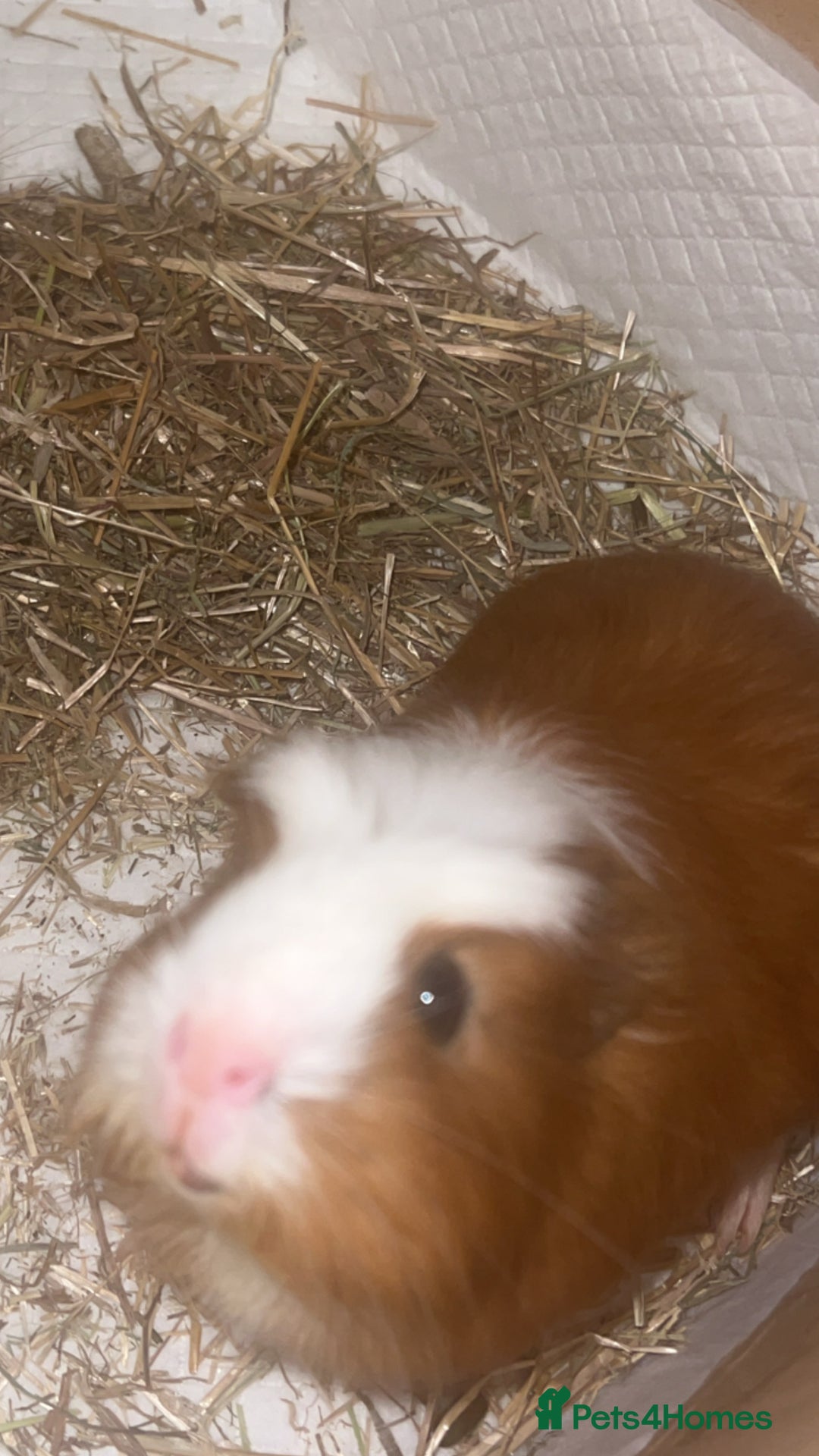 Guinea Pig rodents for sale: Male guinea pig - Advert 2
