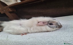 Guinea Pig rodents for sale: Baby Male Guineapigs  - Image 3