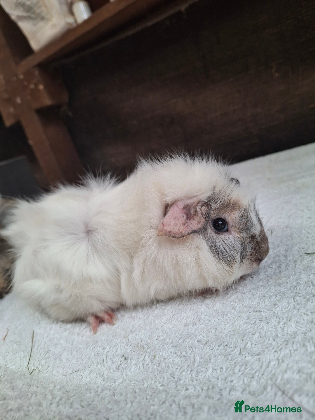 Guinea Pig rodents for sale: Baby Male Guineapigs  - Image 3