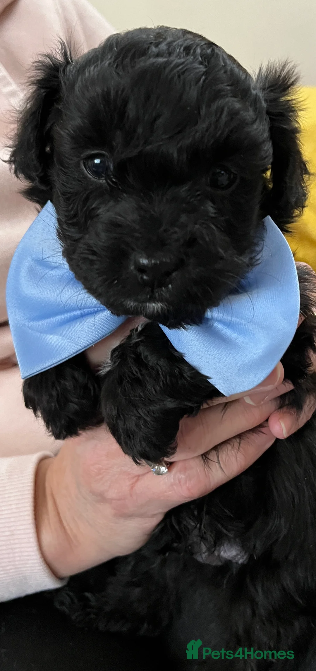 Maltipoo dogs for sale: 🐾Maltipoo Puppies🐾 in Abingdon - Advert 9