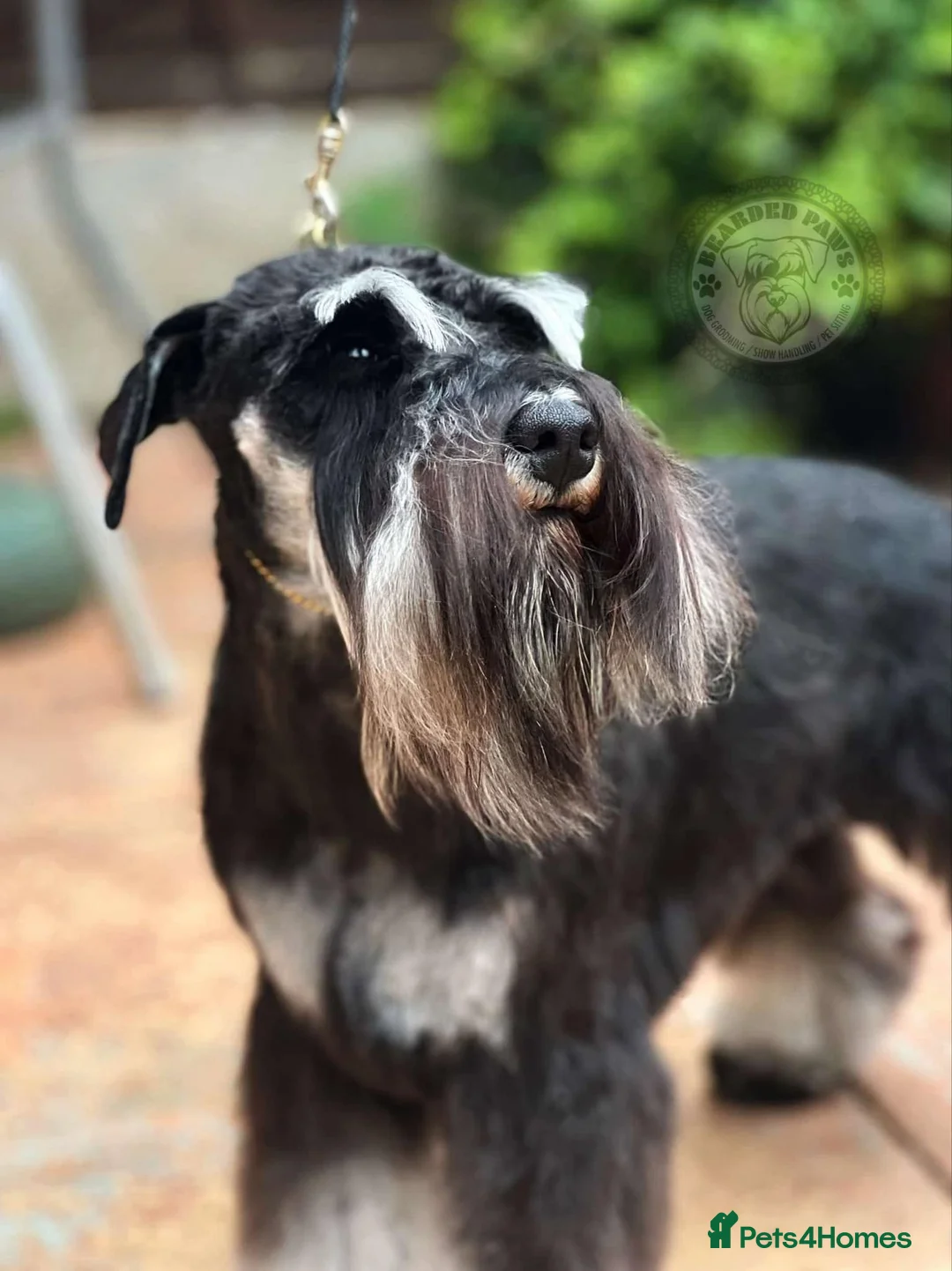 Miniature Schnauzer dogs for sale: Charming Mini Schnauzers with KC registration - Advert 16