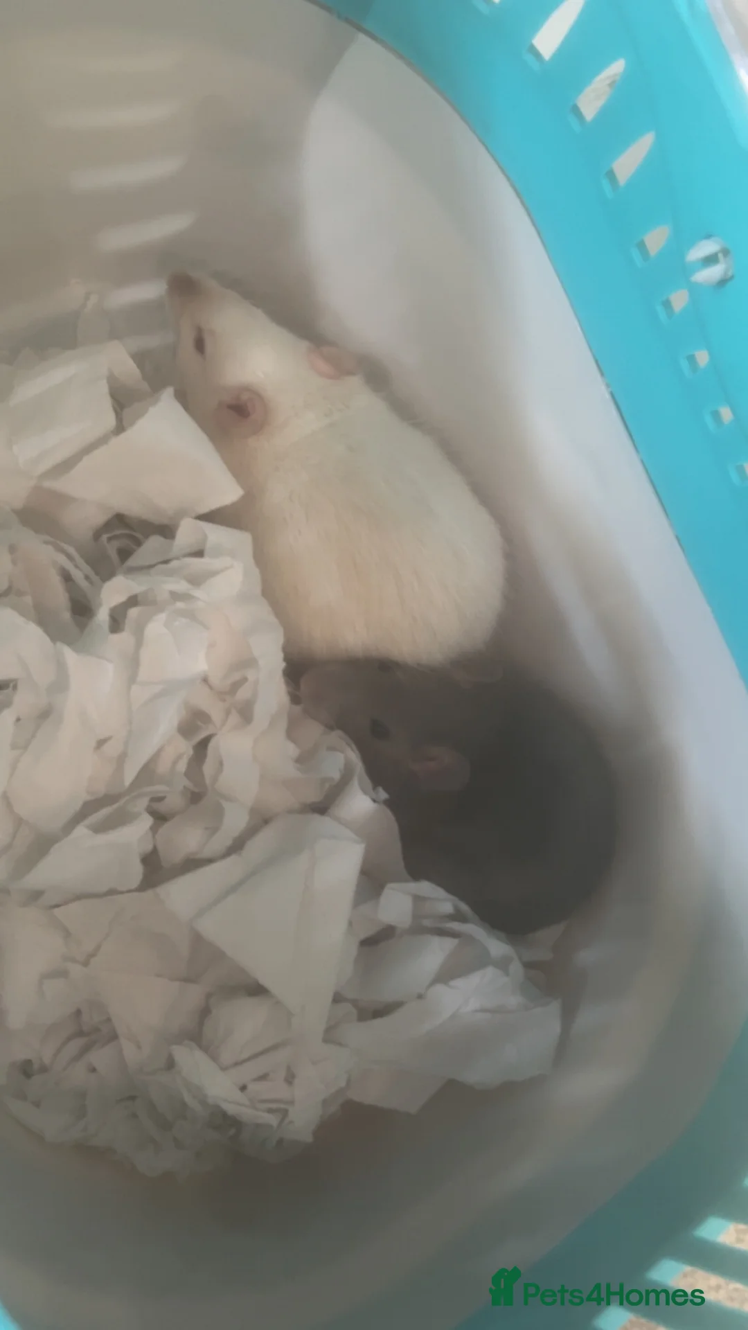 Rat rodents for sale: 2 Female Dumbo Fancy Rats w Cage and Accessories  - Advert 4