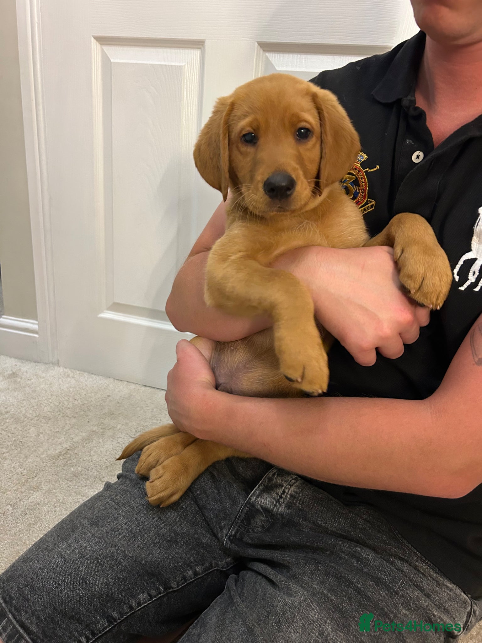 Labrador Retriever dogs KC Fox Red Labrador puppy for sale  - Advert 1