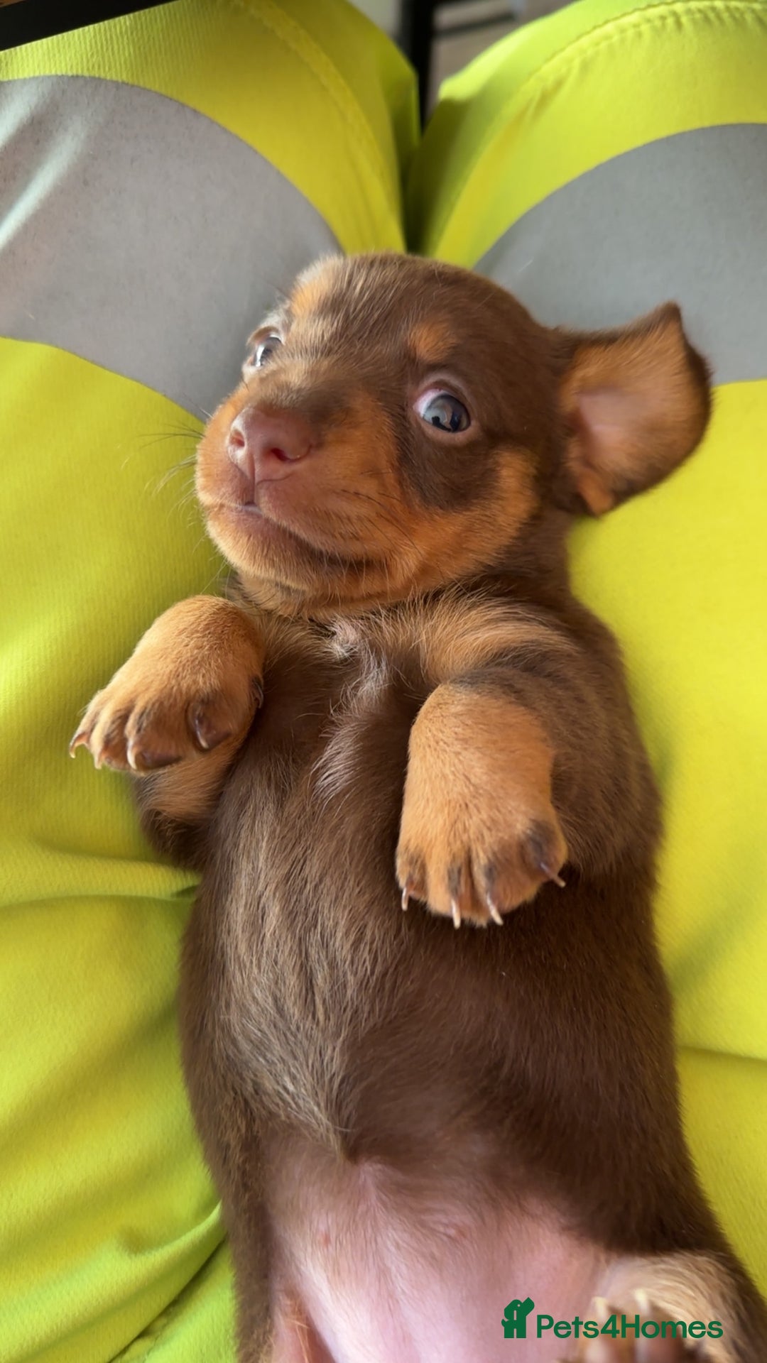 Miniature Dachshund dogs for sale: Stunning miniature dachshunds - Image 8