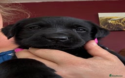 Labrador Retriever dogs for sale: Beautiful Labrador pups  - Image 18