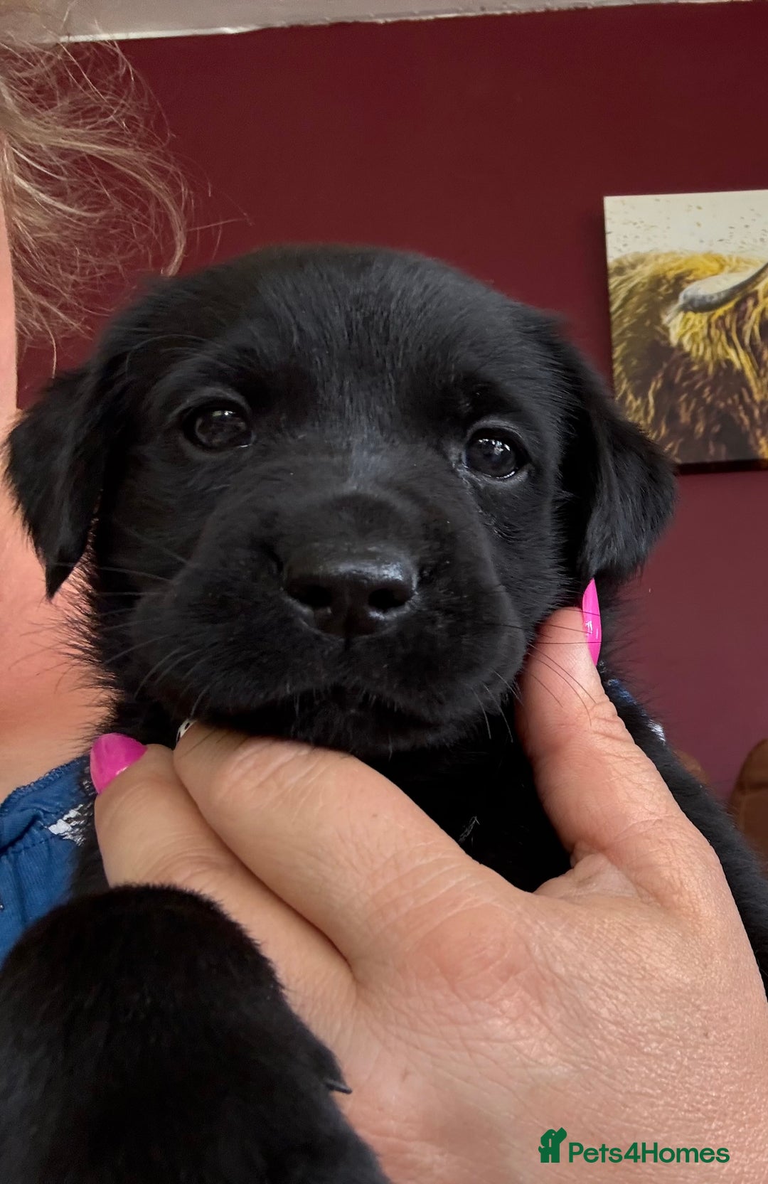Labrador Retriever dogs for sale: Beautiful Labrador pups  - Image 18
