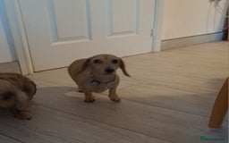 Dachshund dogs for sale: Cream miniature dachshund girl - Image 7
