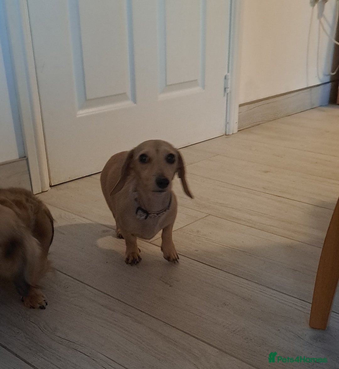 Dachshund dogs for sale: Cream miniature dachshund girl - Image 7