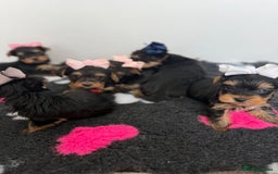 Yorkshire Terrier dogs for sale: Yorkshire Terrier Puppy 5 - 6 beautiful Yorkshire terriers  - Image 8