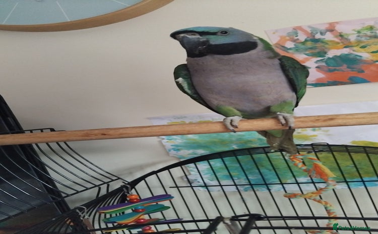 Parakeets birds - Advert 2