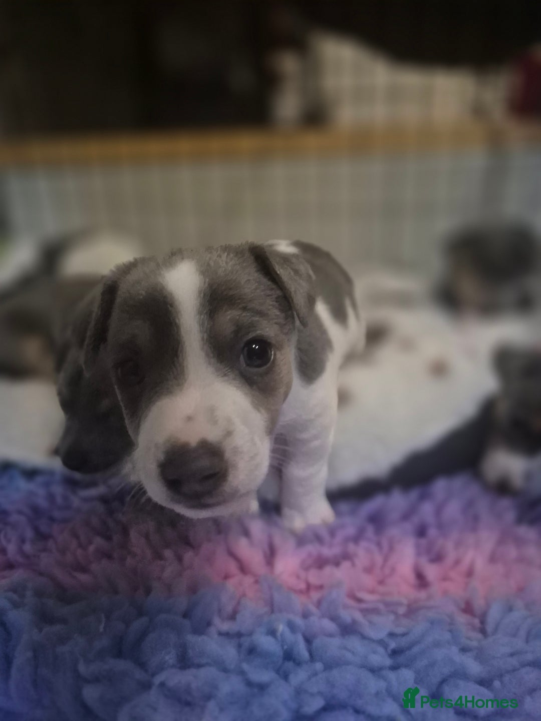 Jack Russell dogs for sale: Beautiful Blue tri miniature jack russells  - Image 8