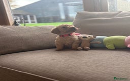 Cockapoo dogs for sale: Teddy bear cute Tiny Cockapoos  - Advert 14