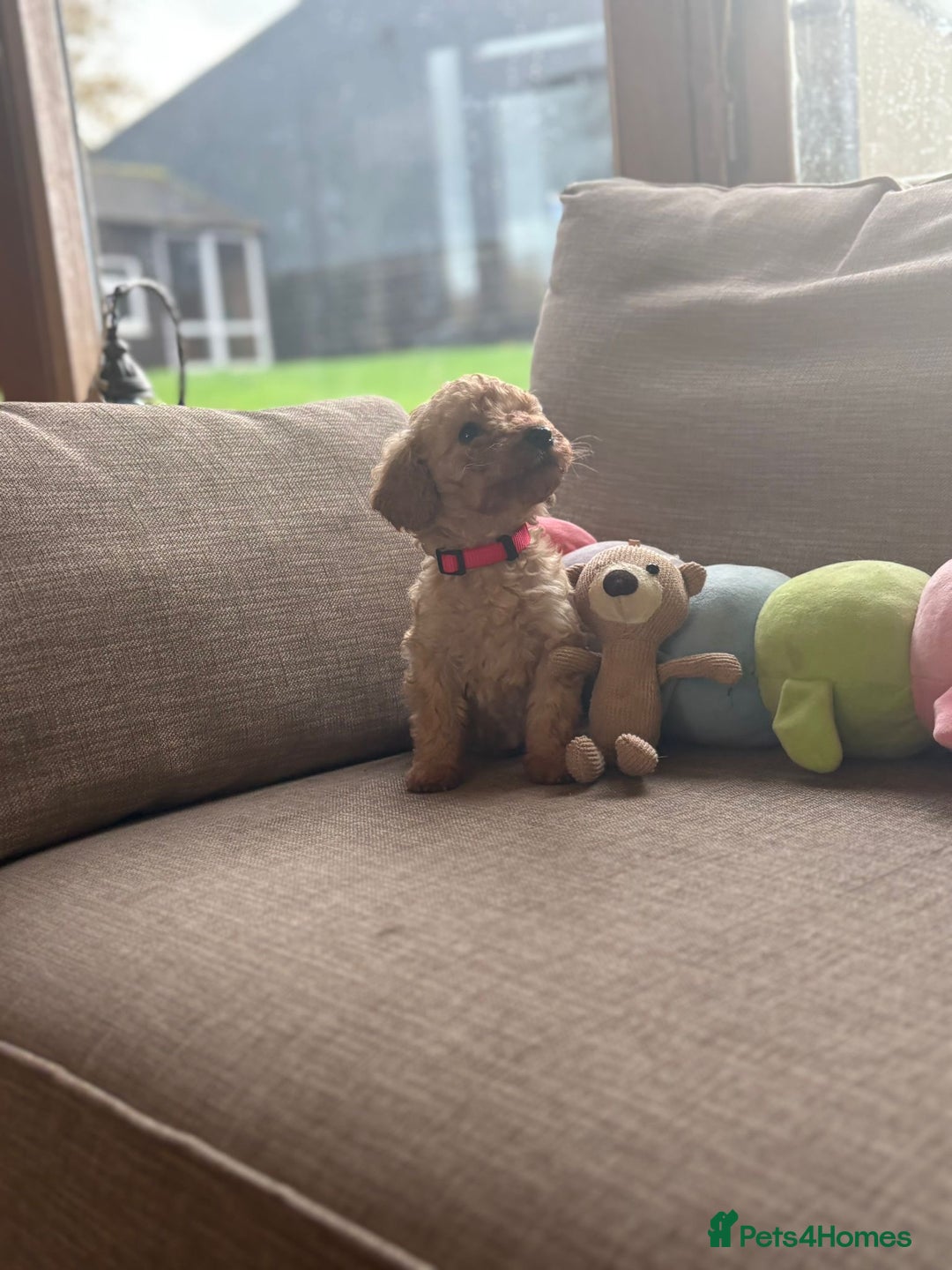 Cockapoo dogs for sale: Teddy bear cute Tiny Cockapoos  - Advert 14