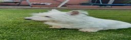 West Highland Terrier dogs for sale: West Highland terrier female in need new home - Advert 5