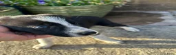 Border Collie dogs for sale: Beautiful Litter of ISDS registered pups - Advert 14
