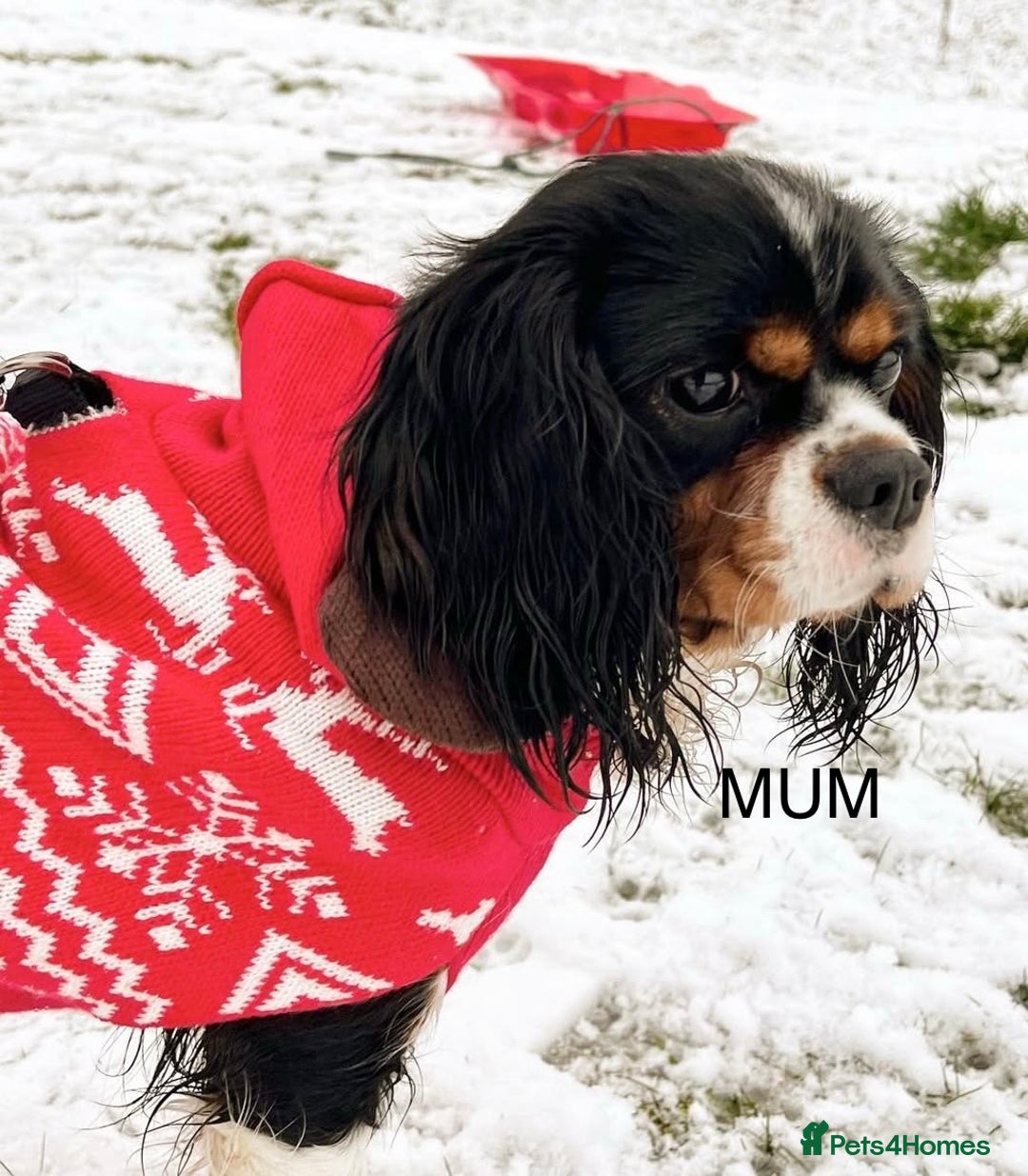 Cavalier King Charles Spaniel dogs for sale: Beautiful Cavalier King Charles Puppies. - Advert 11