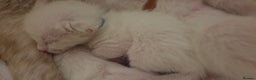 Ragamese cats for sale: Beautiful Ragamese Kittens  - Advert 12