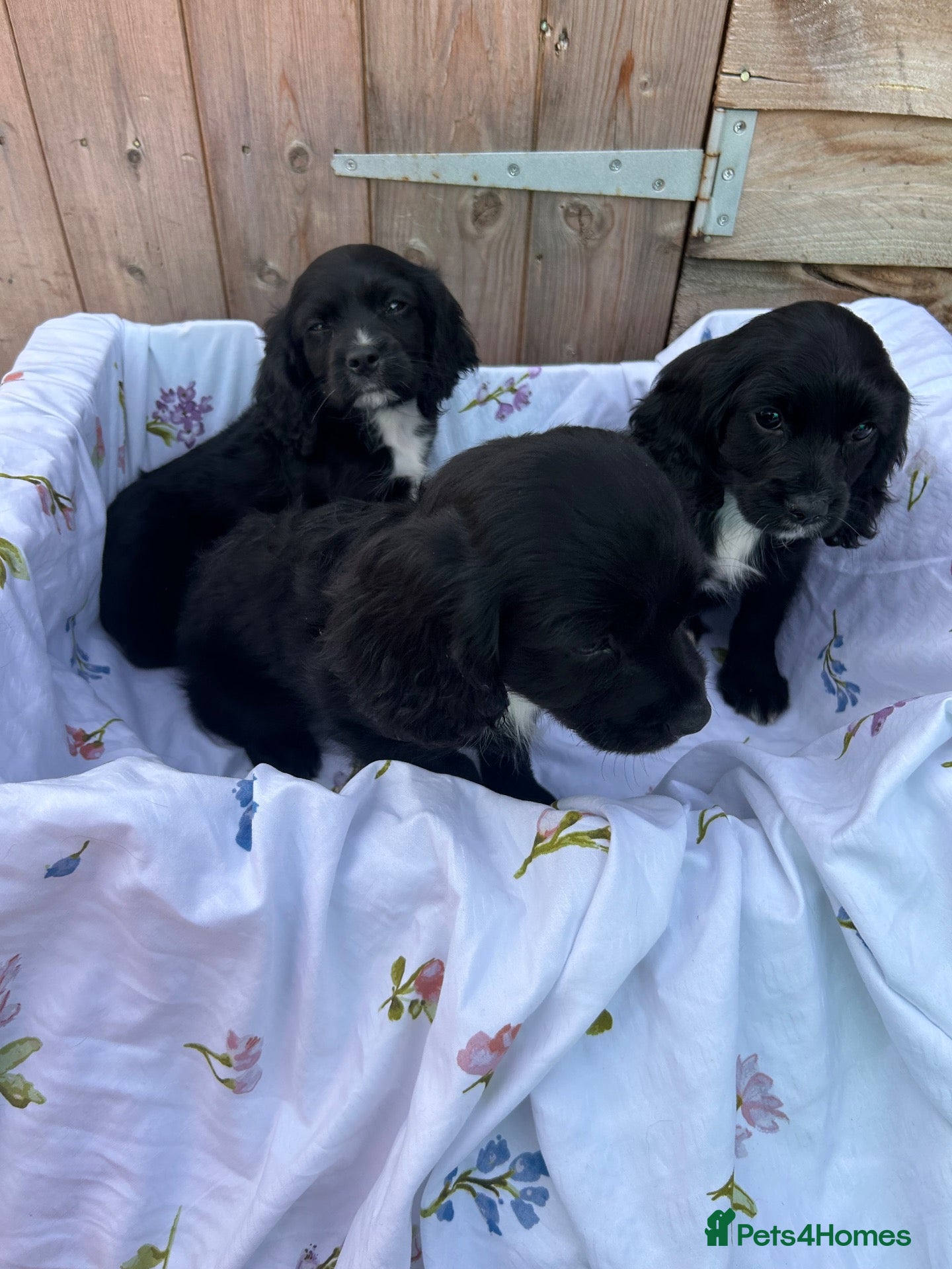 Cocker Spaniel dogs Cocker spaniel  - Advert 1