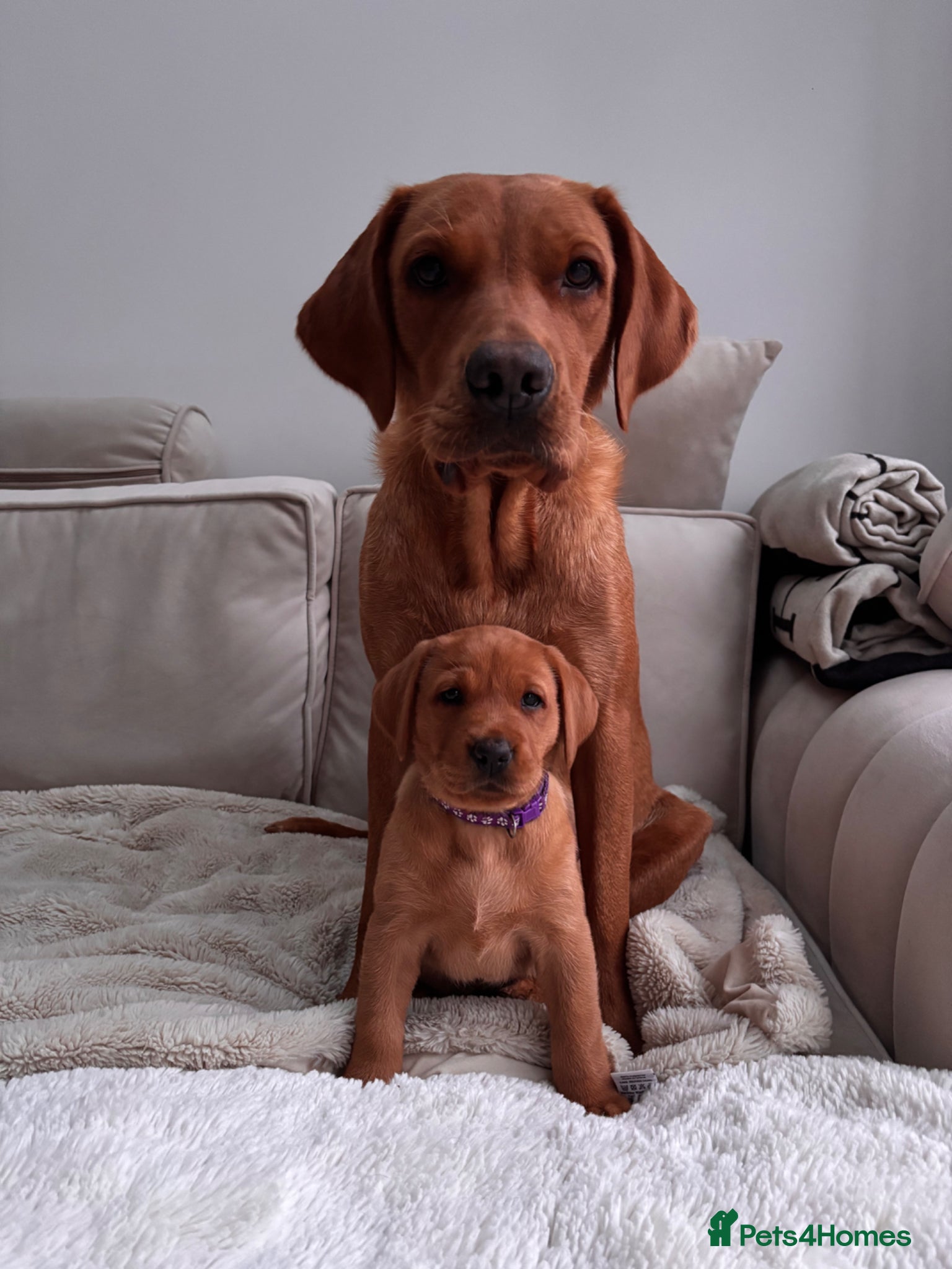 Labrador Retriever dogs Beautiful KC Registered Labrador Puppies - Advert 2