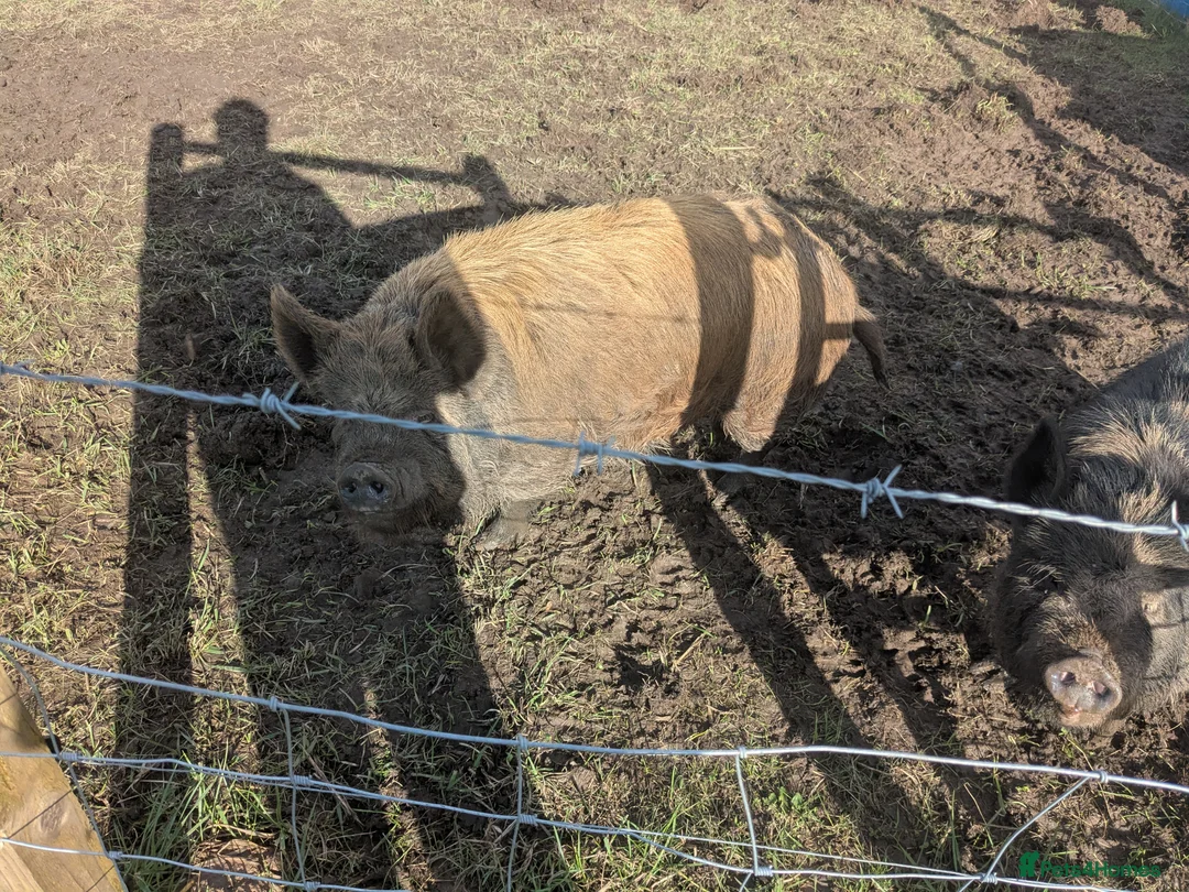 Pig livestock for sale: Trio of Kune Kune pigs 2x Gilt females 1x Boar - Advert 2