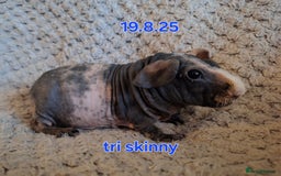 Guinea Pig rodents for sale: Skinny guinea pig boys - Image 7