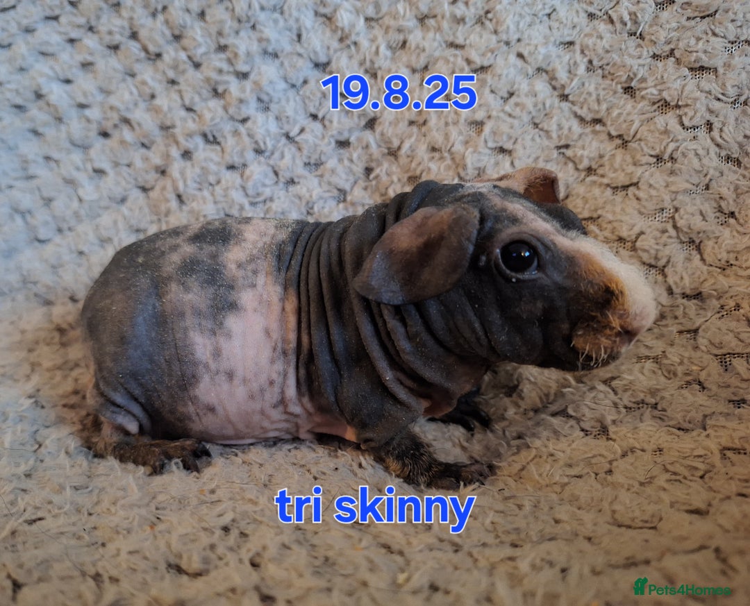 Guinea Pig rodents for sale: Skinny guinea pig boys - Image 7