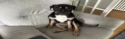 Mixed Breed dogs for sale: Rehome 8 month old Staffy/Old Tyme Bulldog cross - Advert 4