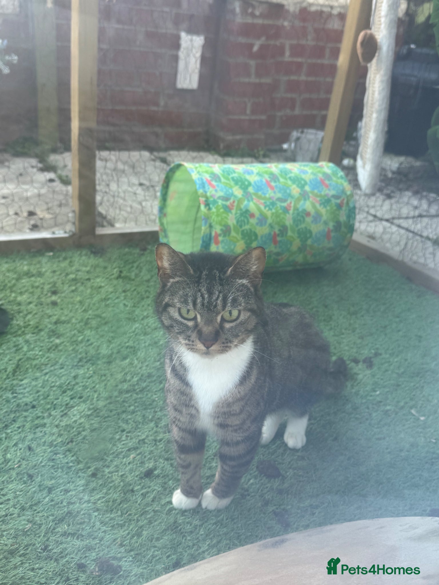 Mixed Breed cats Arna - 5 years old  - Advert 1