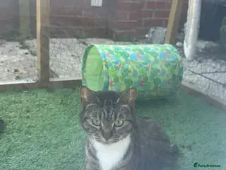 Mixed Breed cats Arna - 5 years old - Advert 1