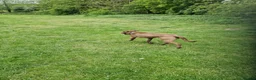 Cane Corso dogs for sale: Italian Cane Corso in Atherstone - Advert 6