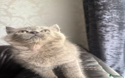 British Shorthair cats for sale: British shorthair kittens - Image 5
