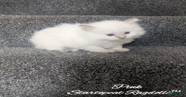 Ragdoll cats - Advert 10