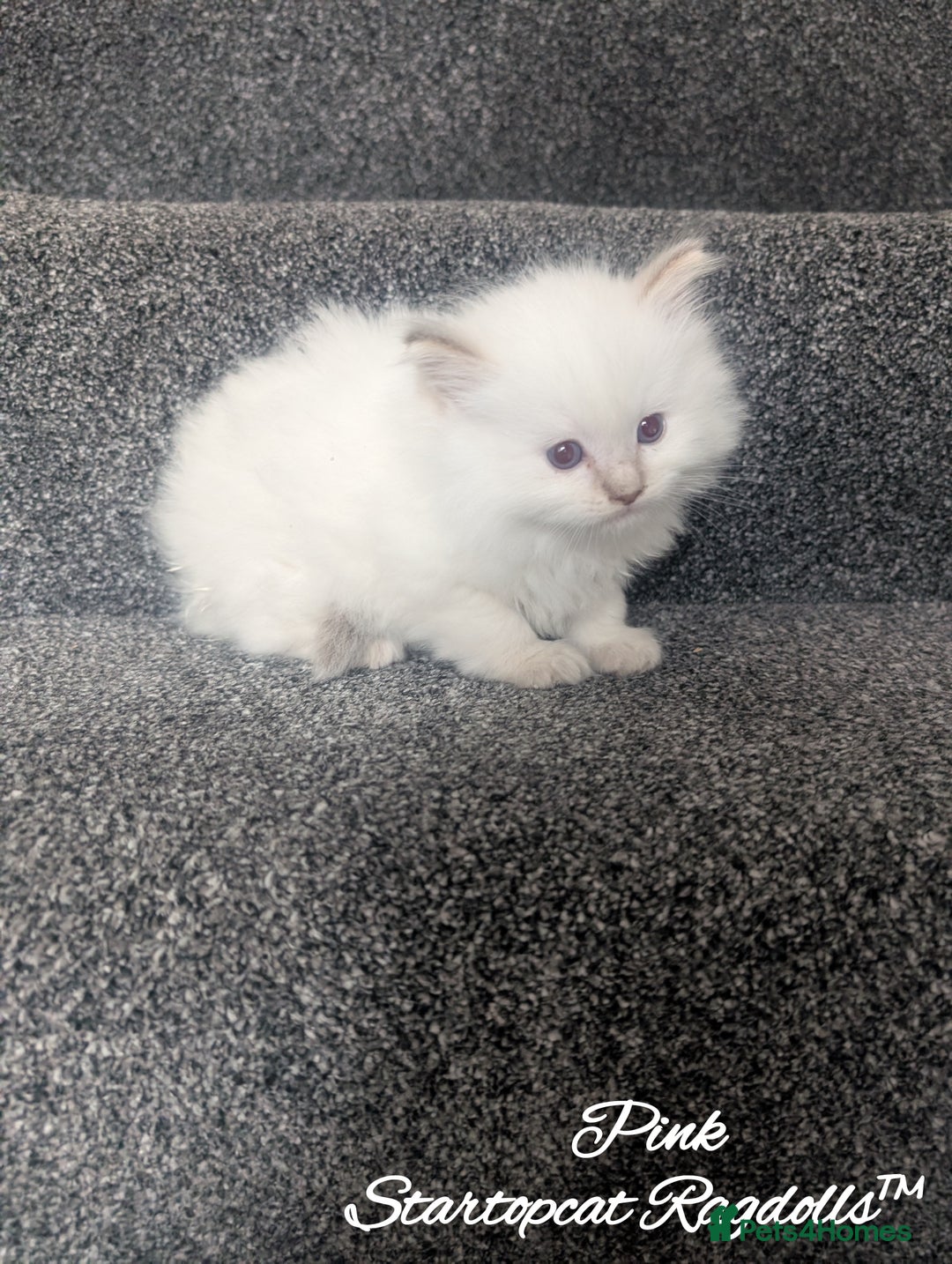 Ragdoll cats for sale: GCCF Pedigree Ragdoll Kittens Champion Lines - Image 2