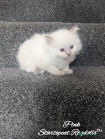 Ragdoll cats - Advert 16